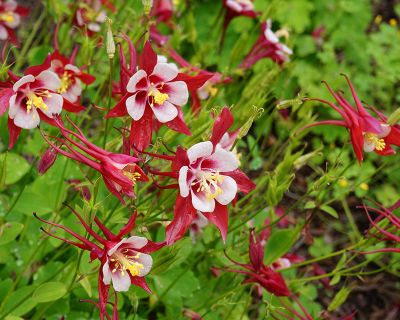 Aquilegia caerulea Red Hobbit  (1493)